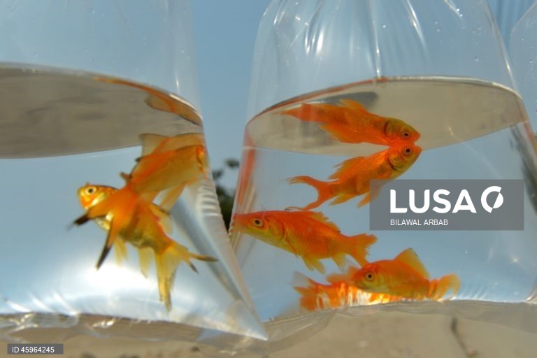 Paquistão: Venda de peixes dourados em Peshawar