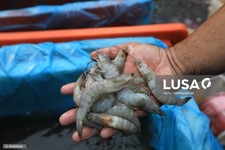 A Indonésia começou a emitir certificados comprovando que os carregamentos de camarão para os Estados Unidos estão livres de contaminação radioativa depois que a Food and Drug Administration (FDA) dos EUA encontrou vestígios do perigoso radionuclídeo Cs-137 em uma amostra no início de agosto de 2025 e levou a FDA dos EUA a exigir a certificação das importações de camarão de locais com risco de contaminação a partir de 31 de outubro.  
