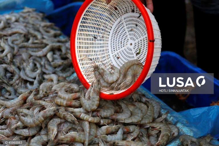 A Indonésia começou a emitir certificados comprovando que os carregamentos de camarão para os Estados Unidos estão livres de contaminação radioativa depois que a Food and Drug Administration (FDA) dos EUA encontrou vestígios do perigoso radionuclídeo Cs-137 em uma amostra no início de agosto de 2025 e levou a FDA dos EUA a exigir a certificação das importações de camarão de locais com risco de contaminação a partir de 31 de outubro.  
