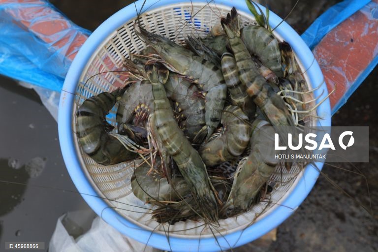 A Indonésia começou a emitir certificados comprovando que os carregamentos de camarão para os Estados Unidos estão livres de contaminação radioativa depois que a Food and Drug Administration (FDA) dos EUA encontrou vestígios do perigoso radionuclídeo Cs-137 em uma amostra no início de agosto de 2025 e levou a FDA dos EUA a exigir a certificação das importações de camarão de locais com risco de contaminação a partir de 31 de outubro.  
