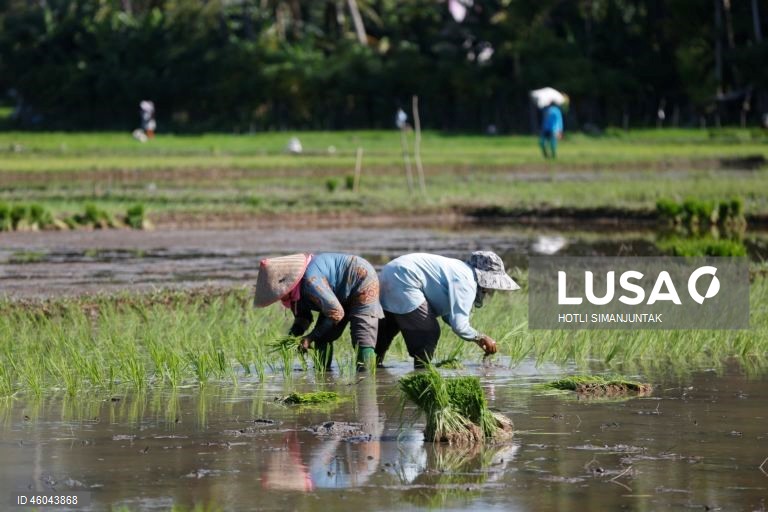 Indonésia: Início da época de plantação do arroz 