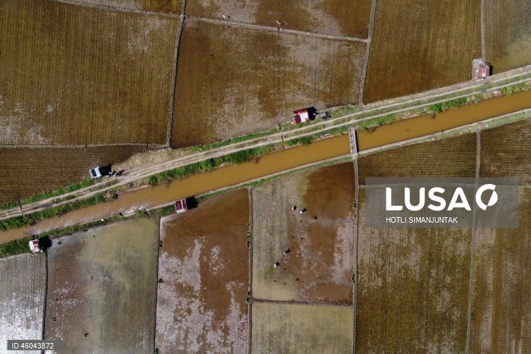 Indonésia: Início da época de plantação do arroz 