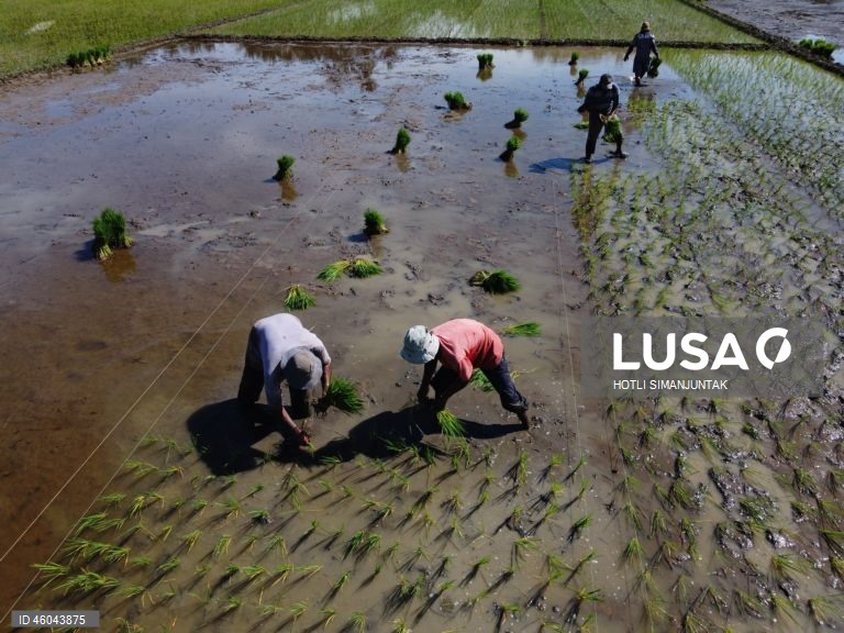 Indonésia: Início da época de plantação do arroz 