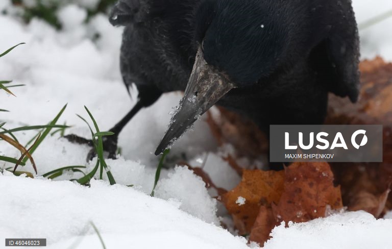 Rússia: Tempo chuvoso em Moscovo