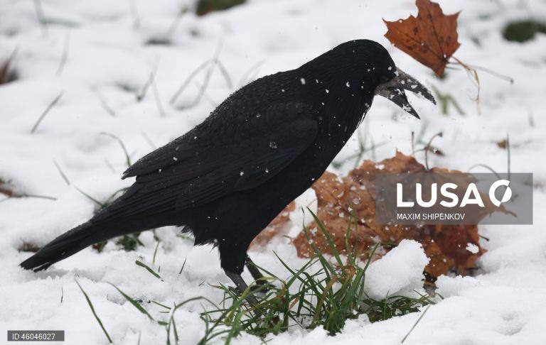 Rússia: Tempo chuvoso em Moscovo