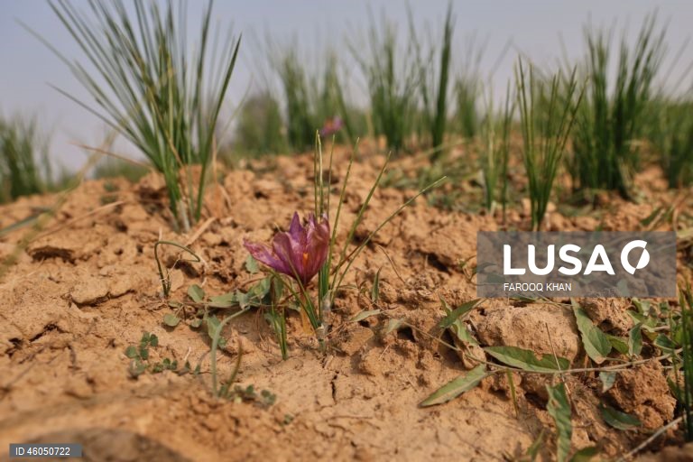 Índia: Cultivo do açafrão em Caxemira