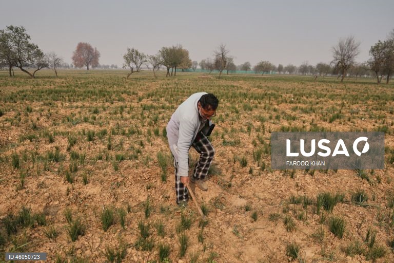 Índia: Cultivo do açafrão em Caxemira