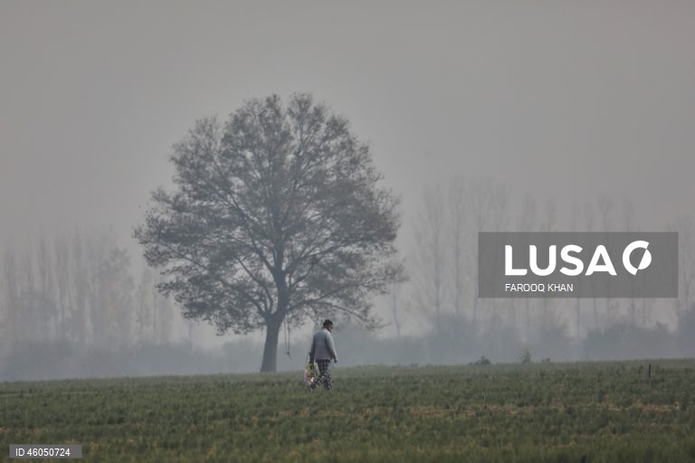 Índia: Cultivo do açafrão em Caxemira