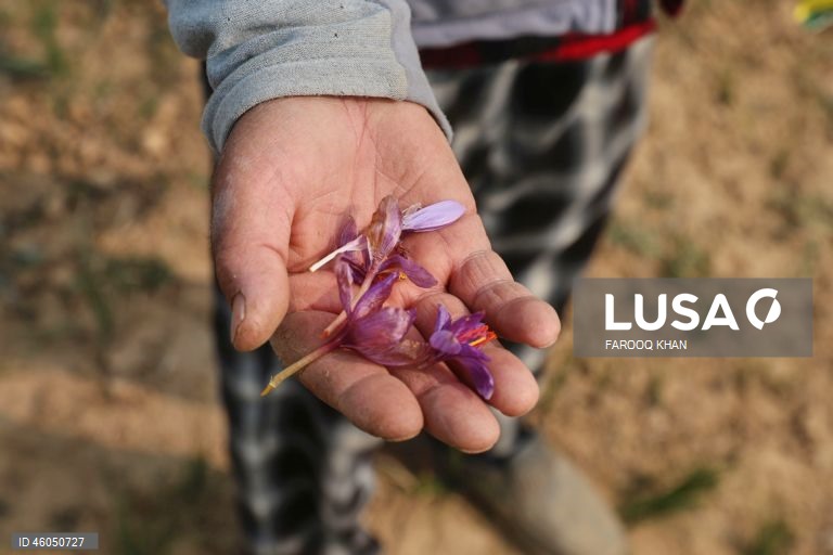 Índia: Cultivo do açafrão em Caxemira