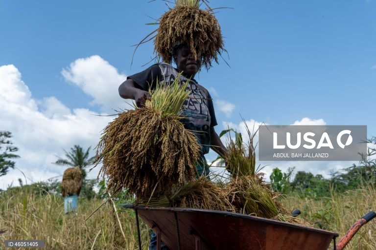 Libéria: Colheita do arroz