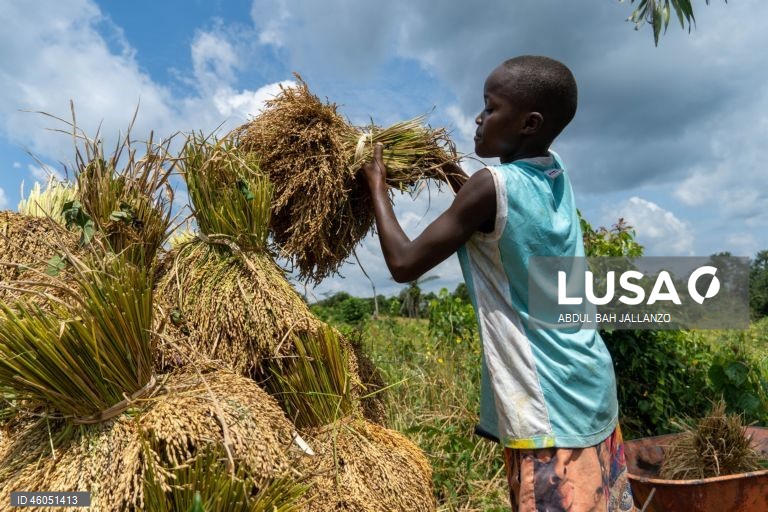 Libéria: Colheita do arroz