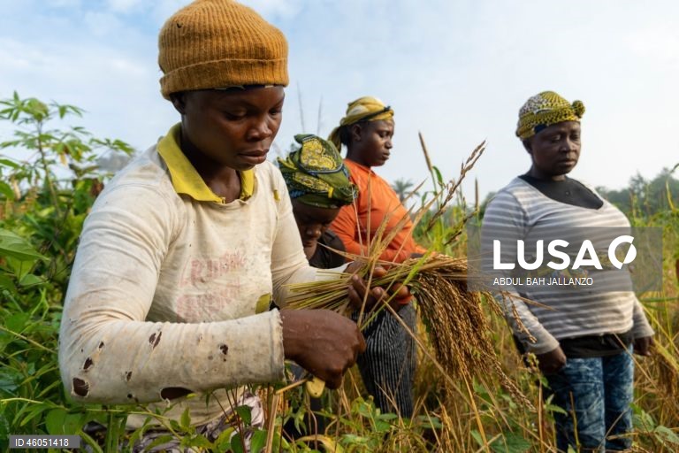 Libéria: Colheita do arroz