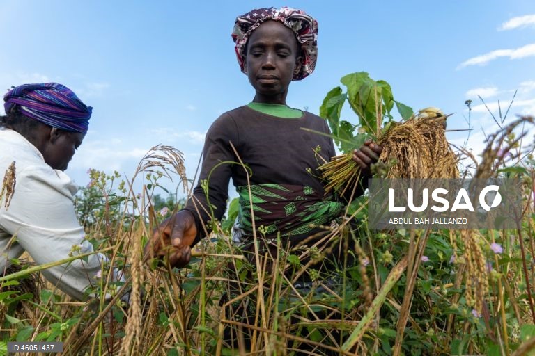 Libéria: Colheita do arroz