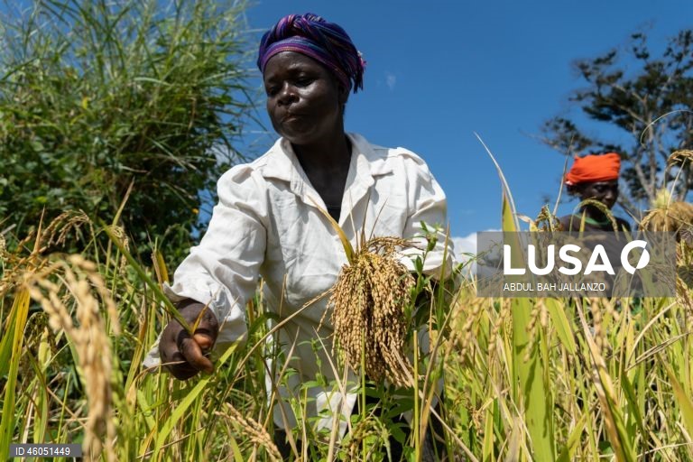 Libéria: Colheita do arroz