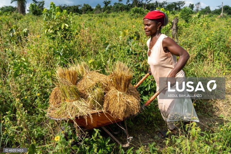 Libéria: Colheita do arroz