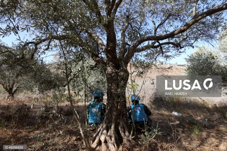 26 de novembro - Dia Internacional da Oliveira