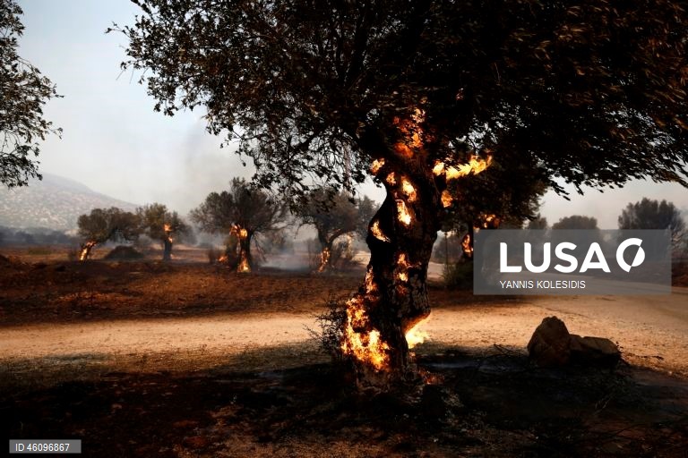 26 de novembro - Dia Internacional da Oliveira