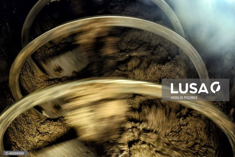 26 de novembro - Dia Internacional da Oliveira