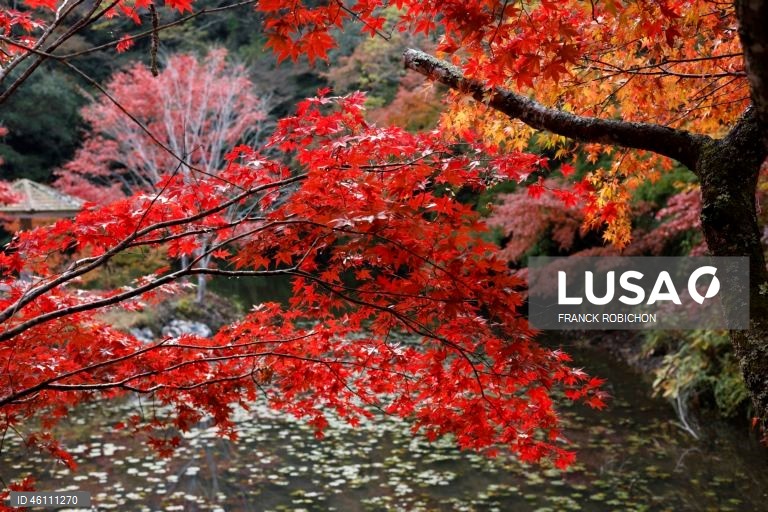 Japão: Cores de outono em Tóquio