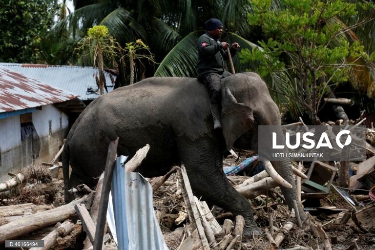 Quatro elefantes domesticados de Sumatra foram destacados para ajudar a limpar os escombros na área afetada pelas inundações. De acordo com a Agência Nacional de Gestão de Desastres, as inundações e deslizamentos de terra provocados pelo ciclone tropical Senyar causaram a morte de mais de 950 pessoas nas províncias de Aceh, Sumatra do Norte e Sumatra Ocidental. 