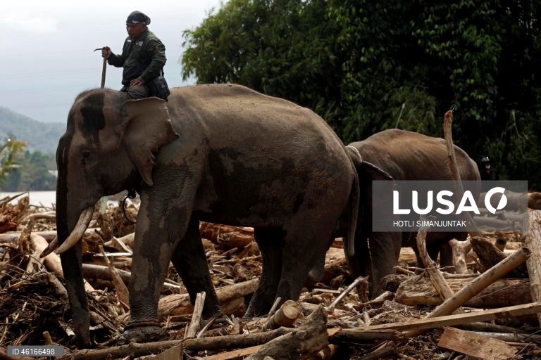 Quatro elefantes domesticados de Sumatra foram destacados para ajudar a limpar os escombros na área afetada pelas inundações. De acordo com a Agência Nacional de Gestão de Desastres, as inundações e deslizamentos de terra provocados pelo ciclone tropical Senyar causaram a morte de mais de 950 pessoas nas províncias de Aceh, Sumatra do Norte e Sumatra Ocidental. 