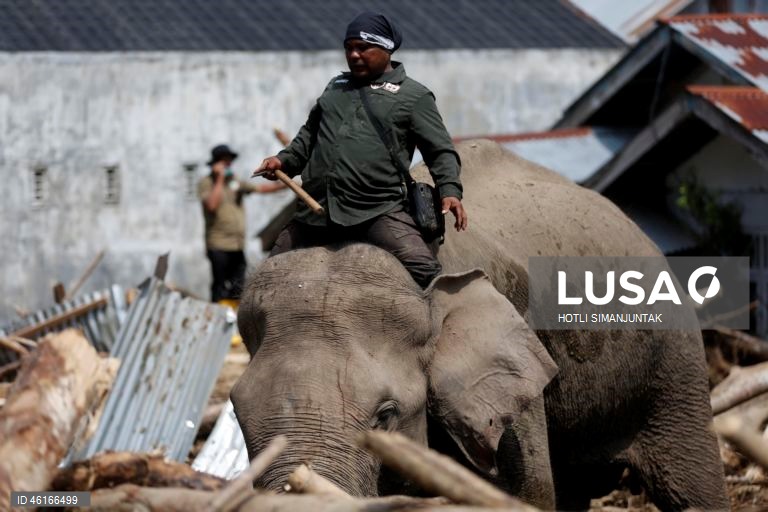 Quatro elefantes domesticados de Sumatra foram destacados para ajudar a limpar os escombros na área afetada pelas inundações. De acordo com a Agência Nacional de Gestão de Desastres, as inundações e deslizamentos de terra provocados pelo ciclone tropical Senyar causaram a morte de mais de 950 pessoas nas províncias de Aceh, Sumatra do Norte e Sumatra Ocidental. 