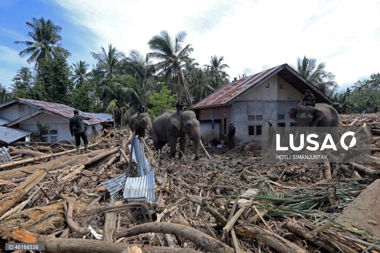 Quatro elefantes domesticados de Sumatra foram destacados para ajudar a limpar os escombros na área afetada pelas inundações. De acordo com a Agência Nacional de Gestão de Desastres, as inundações e deslizamentos de terra provocados pelo ciclone tropical Senyar causaram a morte de mais de 950 pessoas nas províncias de Aceh, Sumatra do Norte e Sumatra Ocidental. 