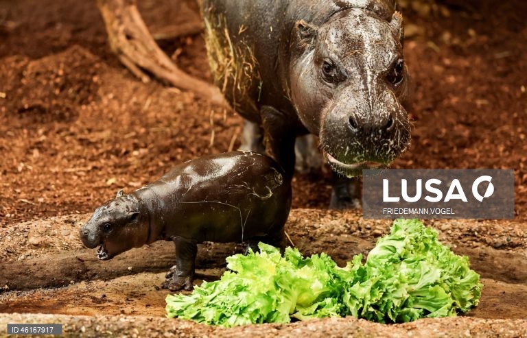 Um hipopótamo pigmeu macho com quase duas semanas de idade chamado «Panya» com a sua mãe Ayoka no Jardim Zoológico de Duisburg, Alemanha.