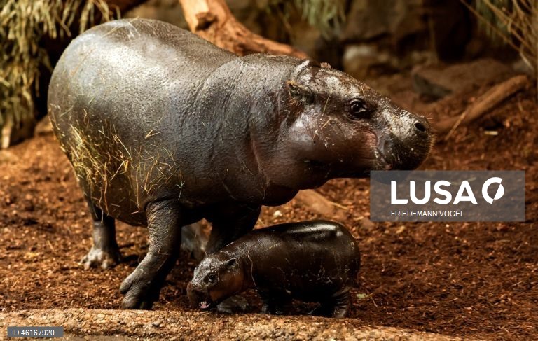 Um hipopótamo pigmeu macho com quase duas semanas de idade chamado «Panya» com a sua mãe Ayoka no Jardim Zoológico de Duisburg, Alemanha.