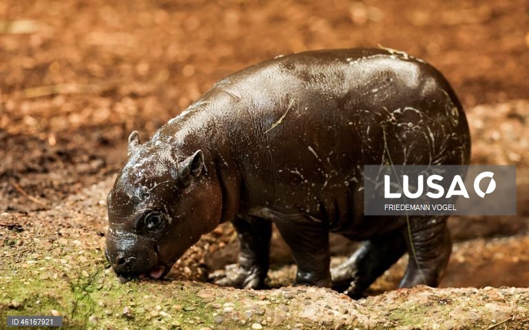 Um hipopótamo pigmeu macho com quase duas semanas de idade chamado «Panya» com a sua mãe Ayoka no Jardim Zoológico de Duisburg, Alemanha.