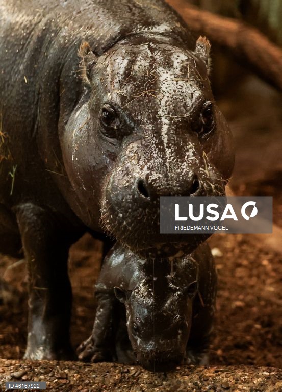 Um hipopótamo pigmeu macho com quase duas semanas de idade chamado «Panya» com a sua mãe Ayoka no Jardim Zoológico de Duisburg, Alemanha.