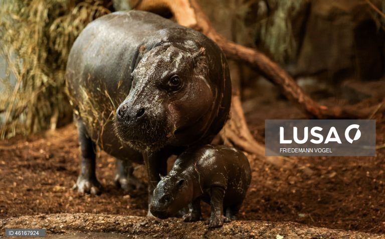 Um hipopótamo pigmeu macho com quase duas semanas de idade chamado «Panya» com a sua mãe Ayoka no Jardim Zoológico de Duisburg, Alemanha.