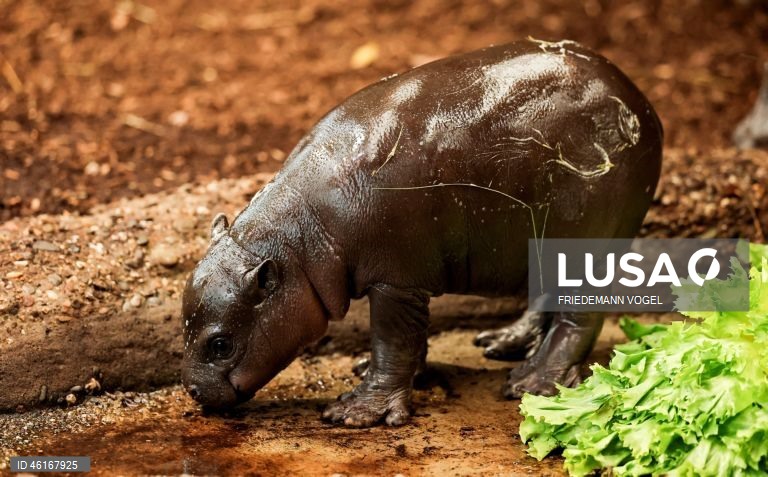 Um hipopótamo pigmeu macho com quase duas semanas de idade chamado «Panya» com a sua mãe Ayoka no Jardim Zoológico de Duisburg, Alemanha.