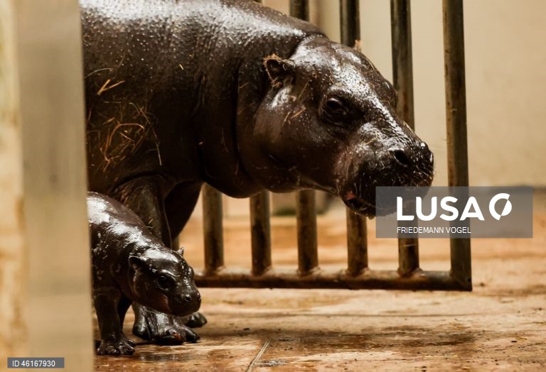 Um hipopótamo pigmeu macho com quase duas semanas de idade chamado «Panya» com a sua mãe Ayoka no Jardim Zoológico de Duisburg, Alemanha.