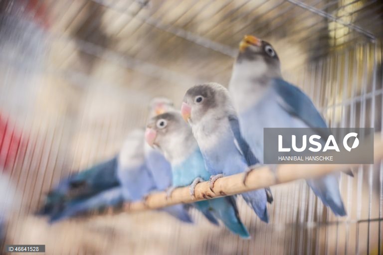 Qatar: Mercado de aves no mercado Souq Waqif, em Doha