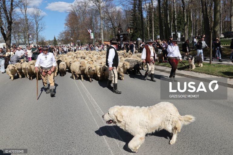 As pessoas observam enquanto ovelhas acompanhadas por pastores são conduzidas para pastagens de montanha durante a transumância de primavera (redyk) para Gorna Rowien Krupowa, no sul da Polónia. O Redyk, que se realiza nas Montanhas Tatra todas as primaveras, era no passado um evento muito apreciado, considerado um dos festivais anuais mais importantes na cultura dos pastores locais. 