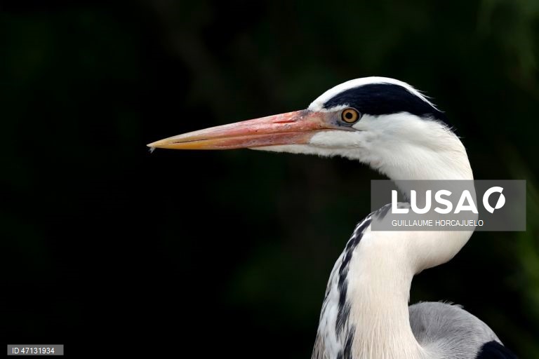 França: Observação de aves na Camarga