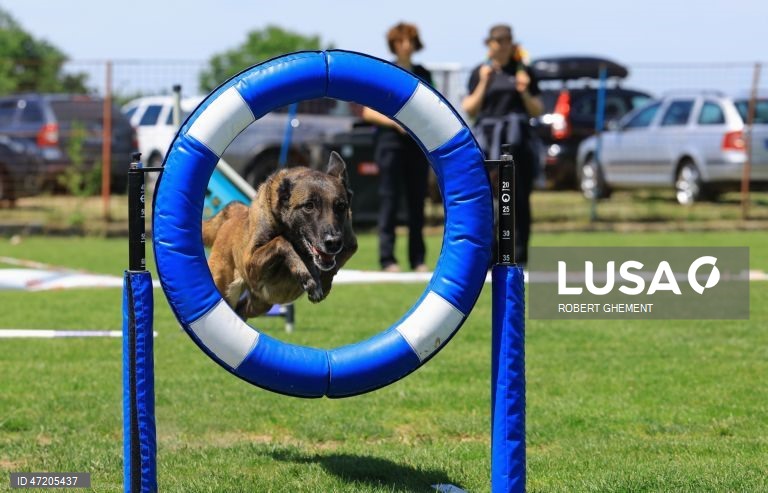 Competição na Exposição Canina de Bucareste 2026, na aldeia de Balotesti, perto de Bucareste, Roménia.