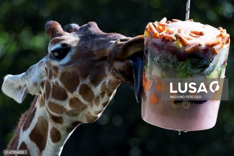 Itália: O jardim zoológico de Roma distribui alimentos congelados aos animais para fazer face às altas temperaturas