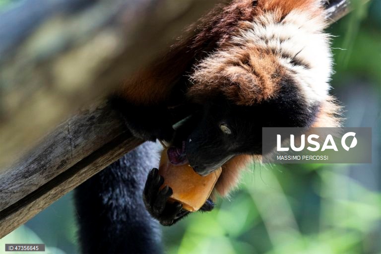 Itália: O jardim zoológico de Roma distribui alimentos congelados aos animais para fazer face às altas temperaturas