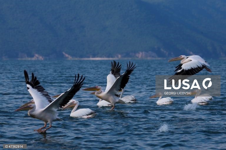 Aves sobrevoam o Lago Prespa, perto da Ilha da Serpente, nas proximidades da aldeia de Konjsko, na República da Macedónia do Norte. Ao longo das últimas duas décadas, o Lago Prespa perdeu uma quantidade significativa de água devido às atividades humanas e às alterações climáticas, colocando em risco a sua rica biodiversidade. Após um inverno marcado por fortes nevões e chuvas abundantes, o nível do lago subiu 1,12 metros este ano, renovando as esperanças de que um dos lagos mais antigos da...