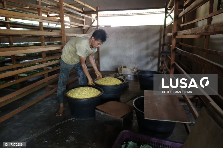 Indonésia: Fabrico artesanal de tempeh e tofu, feitos com feijões de soja 