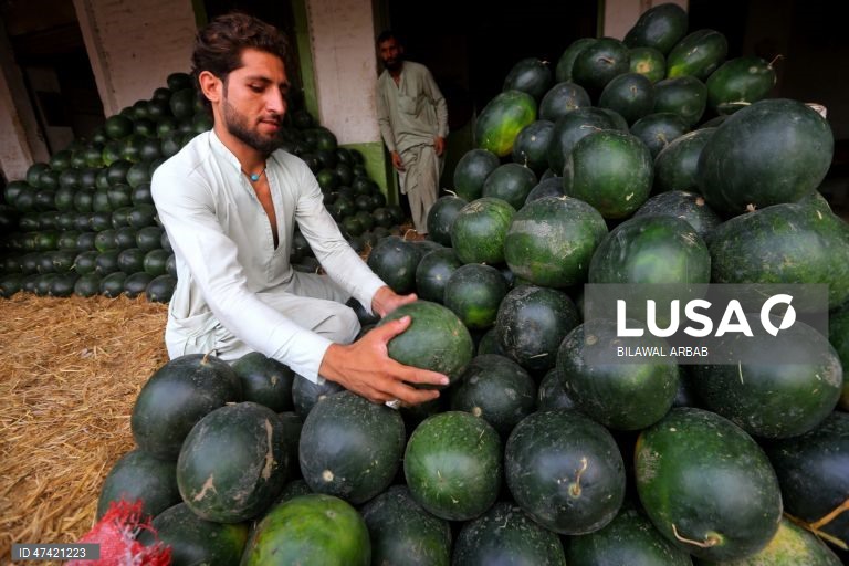 Paquistão: Produção de melancia em Peshawar alivia o impacto do calor