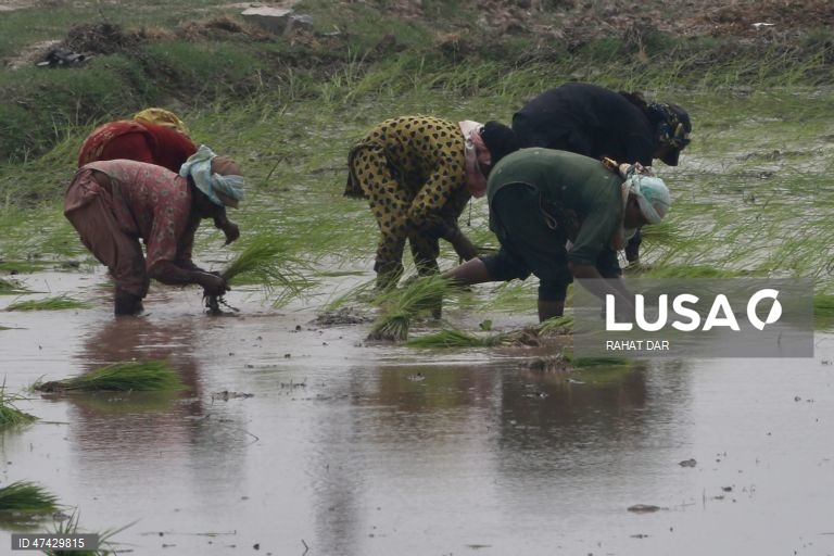 Paquistão: Plantação de arroz em Lahore