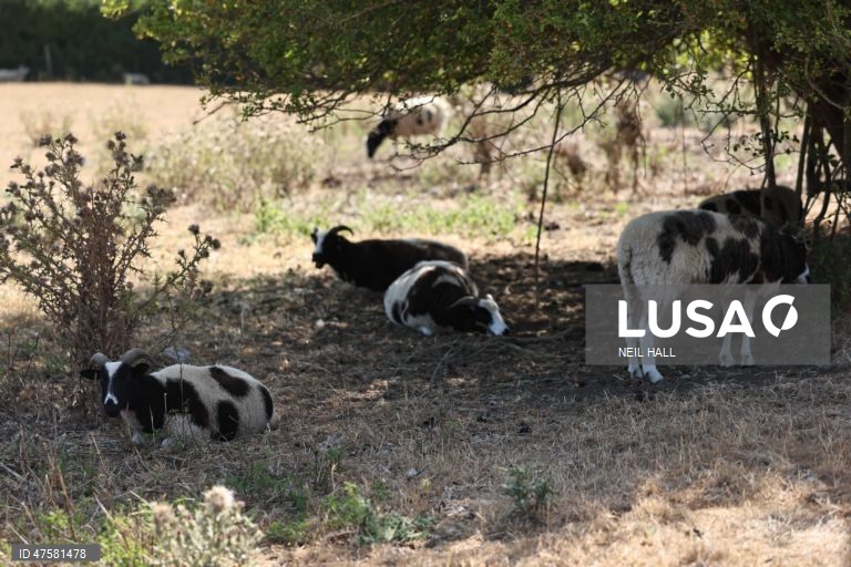 A agência do ambiente declarou mais de metade de Inglaterra em situação de seca, na sequência do julho mais seco já registado.
