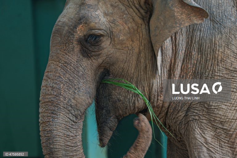 Vietname assinala o Dia Internacional do Elefante