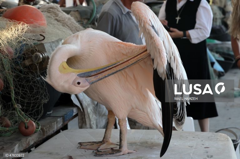 Líbano: Sawsan, o pelicano, encontra um lar em Batroun
