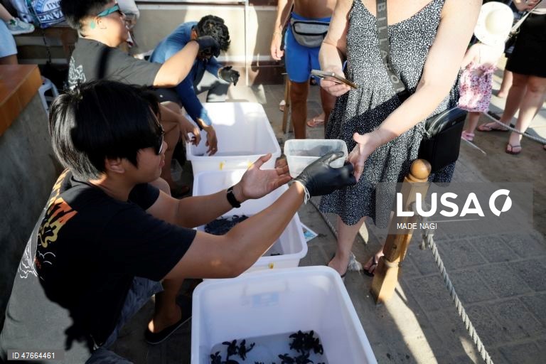 Indonésia: Filhotes de tartarugas marinhas libertados em Bali