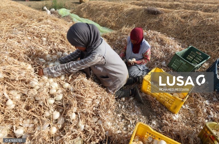 Agricultores tunisinos colhem cebolas num campo em Mateur, na província de Bizerte, no norte da Tunísia. As cebolas estão entre as principais culturas hortícolas do país e contribuem para abastecer o mercado local, bem como para as exportações. 