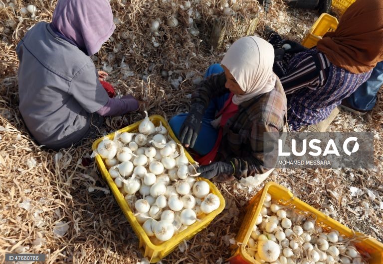 Agricultores tunisinos colhem cebolas num campo em Mateur, na província de Bizerte, no norte da Tunísia. As cebolas estão entre as principais culturas hortícolas do país e contribuem para abastecer o mercado local, bem como para as exportações. 